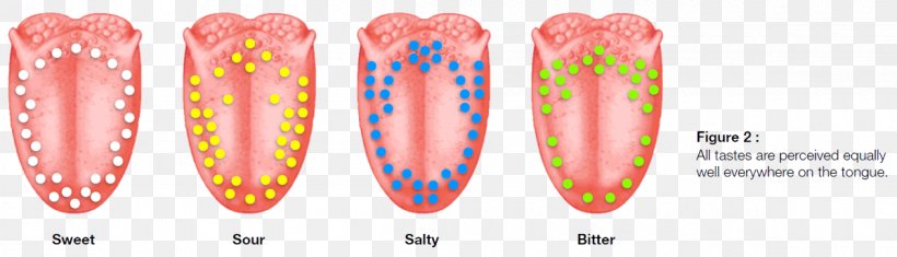 Taste Tongue Map Perception Bitterness, PNG, 1200x345px, Taste, Bitterness, Food, Oral Administration, Perception Download Free