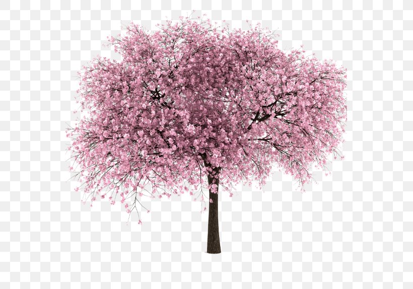 Cherry Blossom, PNG, 559x574px, Blossom, Branch, Cherry, Cherry Blossom, Flower Download Free