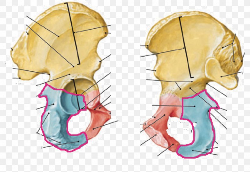 Ischium Hip Bone Pubis Pelvis Anatomy, PNG, 1098x756px, Watercolor, Cartoon, Flower, Frame, Heart Download Free
