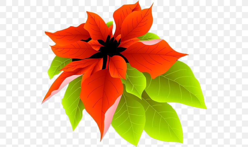 Petal, PNG, 548x488px, Petal, Flower, Orange, Plant Download Free