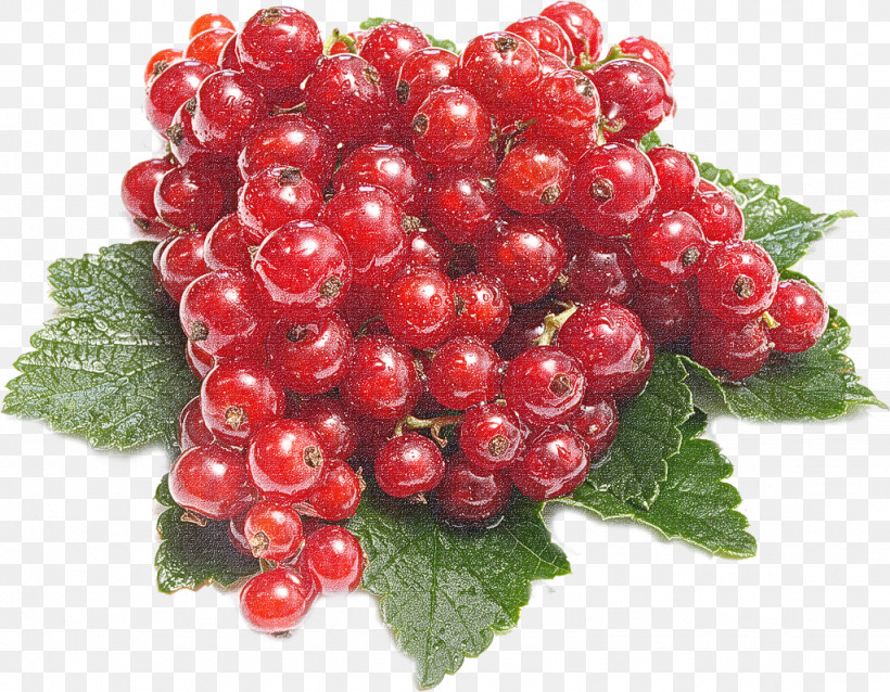 Berry Plant Fruit Seedless Fruit Currant, PNG, 1024x797px, Berry, Currant, Flower, Food, Fruit Download Free