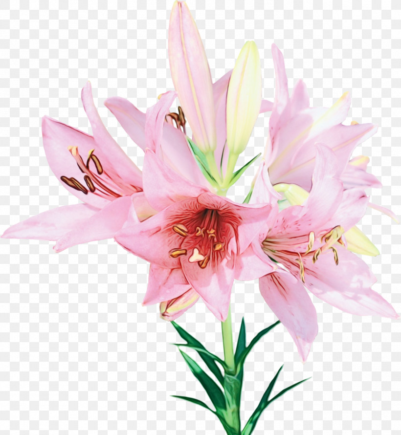 Flower Lily Plant Pink Petal, PNG, 1474x1600px, Watercolor, Amaryllis Belladonna, Amaryllis Family, Crinum, Cut Flowers Download Free