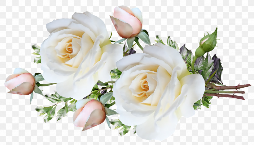 Garden Roses, PNG, 2560x1470px, Garden Roses, Artificial Flower, Cabbage Rose, Cut Flowers, Floral Design Download Free