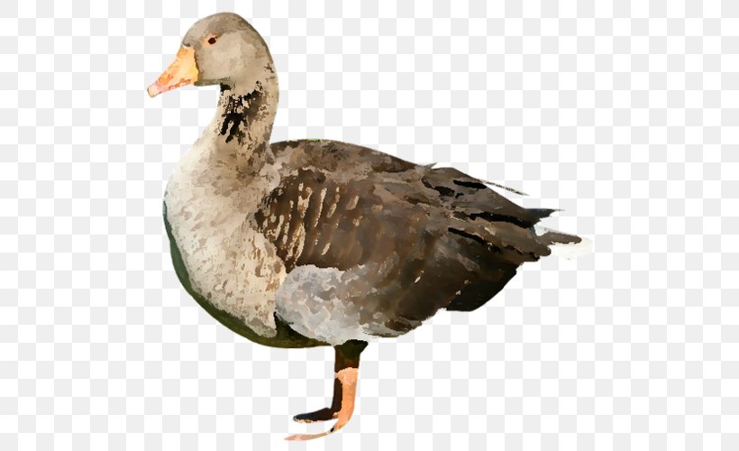 Mallard Duck Goose American Pekin, PNG, 500x500px, Mallard, American Black Duck, American Pekin, Beak, Bird Download Free