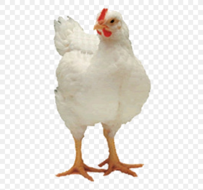 Rooster Broiler Appenzeller Andalusian Chicken Delaware Chicken, PNG, 468x765px, Rooster, Agriculture, Andalusian Chicken, Animal Feed, Appenzeller Download Free