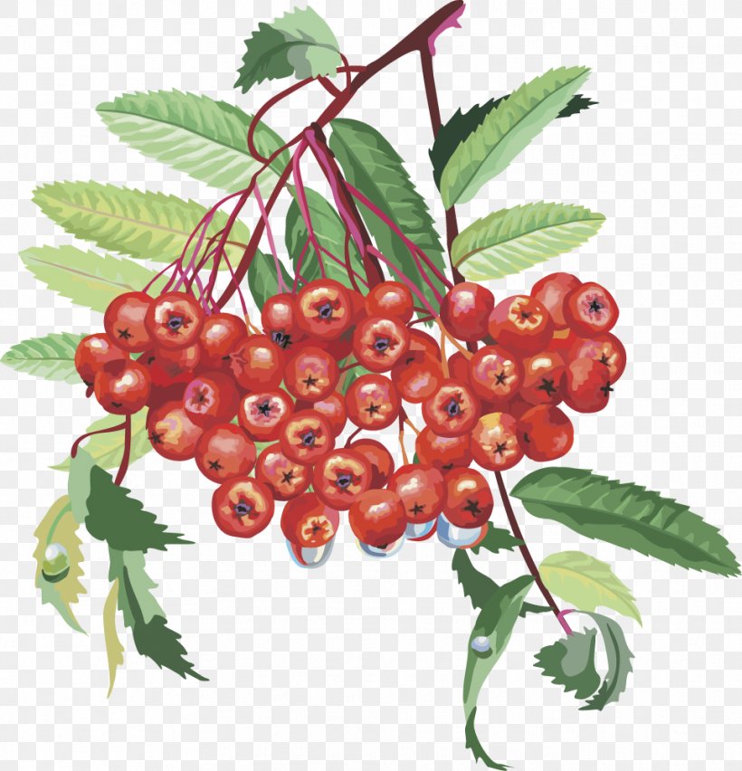 Sorbus Aucuparia Rosaceae Rowan Nalewka Tree, PNG, 962x1000px, Sorbus Aucuparia, Berry, Cherry, Child, Chinese Hawthorn Download Free