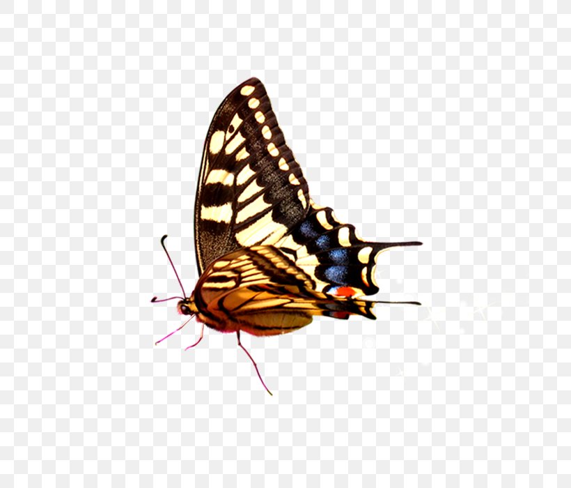 Butterfly, PNG, 700x700px, Butterfly, Arthropod, Brush Footed Butterfly, Color, Computer Graphics Download Free