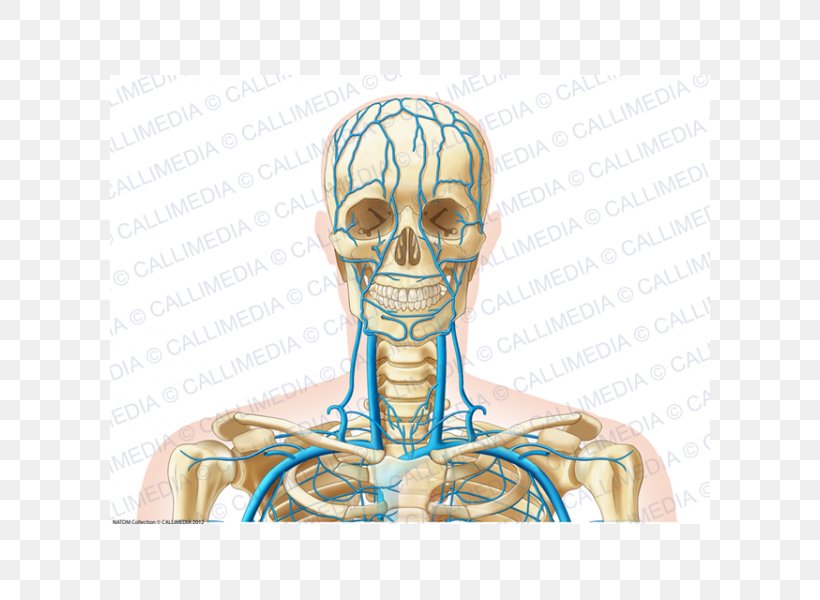 Ear Bone Human Anatomy Head Human Skeleton, PNG, 600x600px, Watercolor, Cartoon, Flower, Frame, Heart Download Free
