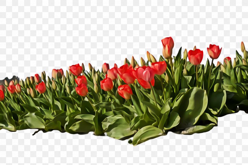 Flowers Background, PNG, 2448x1632px, Tulip, Anthurium, Blossom, Cut Flowers, Flora Download Free