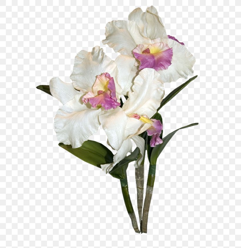 White Cut Flowers Orchids, PNG, 666x845px, White, Artificial Flower, Cattleya, Cattleya Orchids, Color Download Free