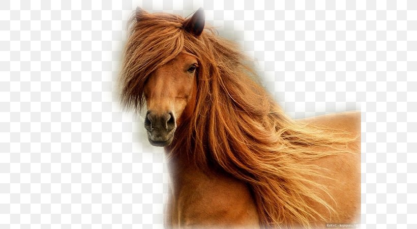 Finnish Horse Arabian Horse Mane Mare Pony, PNG, 600x450px, Arabian Horse, Animal, Black, Bridle, Fur Download Free
