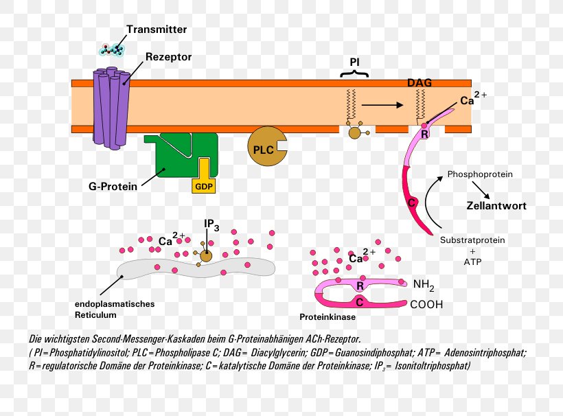 Nicotinic Acetylcholine Receptor Nicotinic Acetylcholine Receptor Second Messenger System, PNG, 814x606px, Acetylcholine, Acetylcholine Receptor, Acetylcholinesterase Inhibitor, Antagonism, Area Download Free