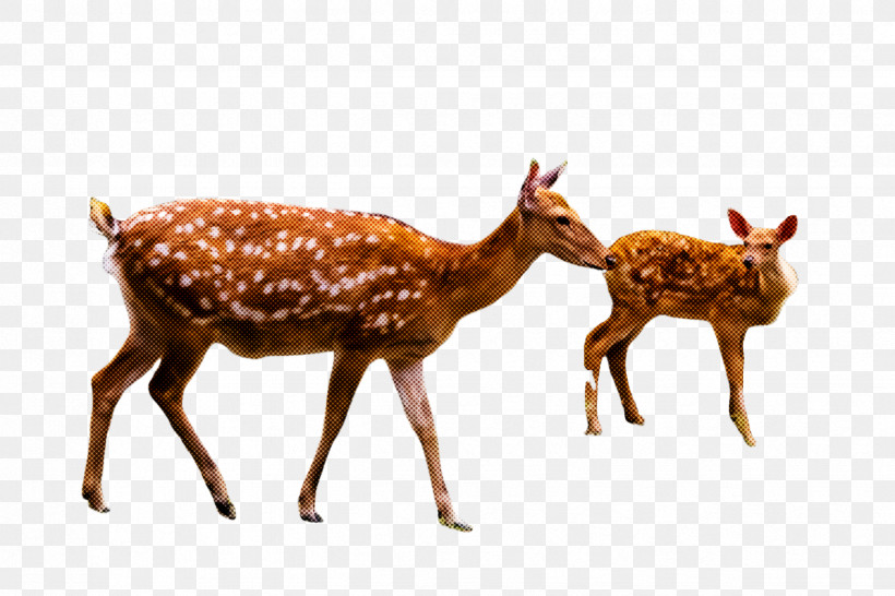 Reindeer, PNG, 2448x1632px, Deer, Fawn, Reindeer, Roe Deer, Whitetailed Deer Download Free