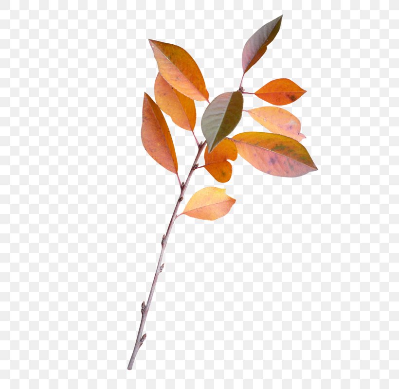 Twig Leaf Plant Stem Branch Petal, PNG, 600x800px, Twig, Autumn, Autumn Leaves, Branch, Flora Download Free