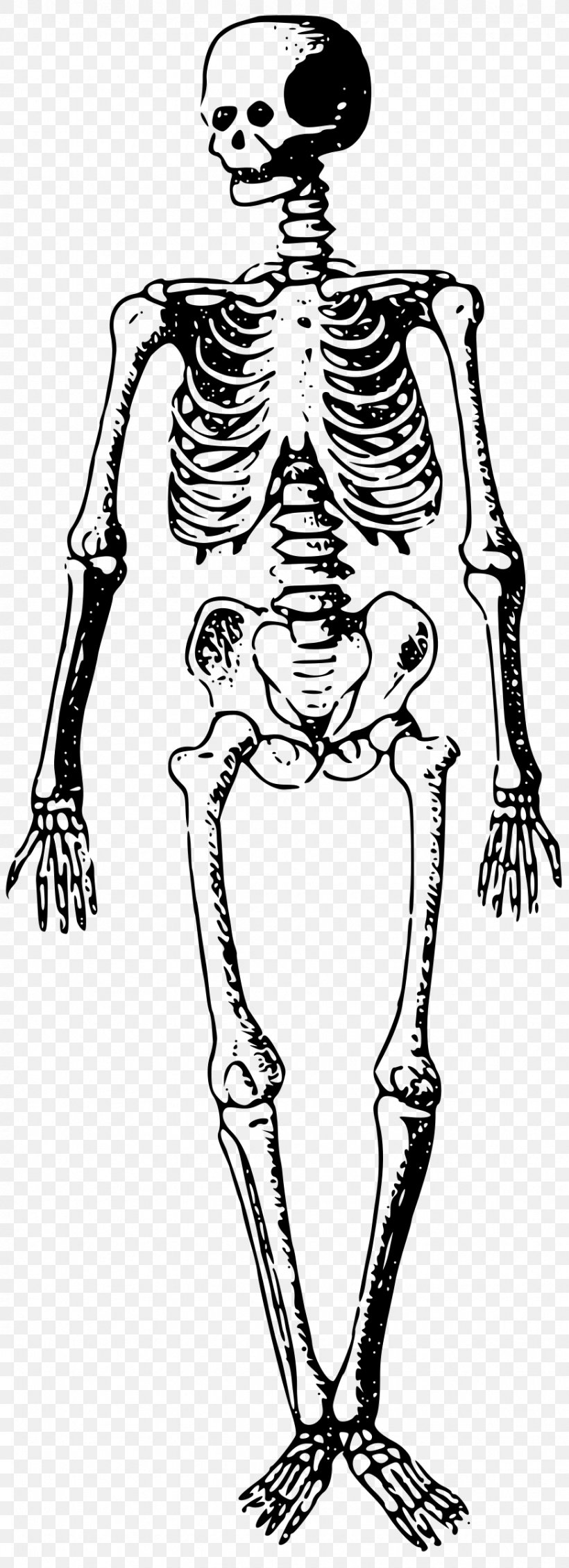 Bone Skeleton Clip Art, PNG, 872x2400px, Watercolor, Cartoon, Flower, Frame, Heart Download Free