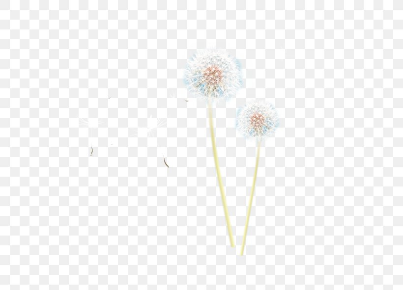 Download Dandelion White Plant, PNG, 591x591px, Dandelion, Petal, Plant, Point, Symmetry Download Free