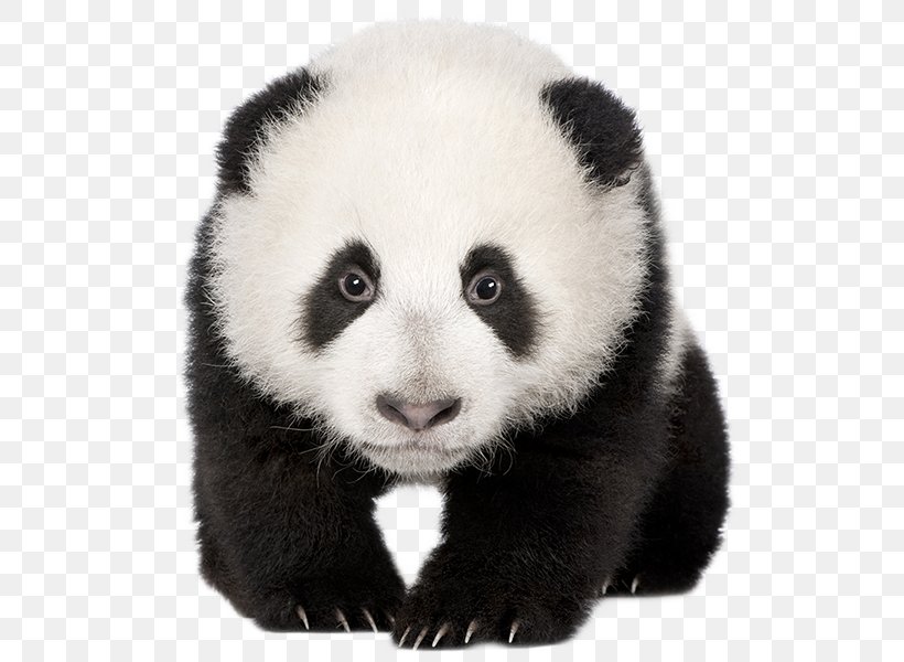 Giant Panda Red Panda Baby Panda Bear Clip Art, PNG, 600x600px, Giant Panda, Animal, Baby Panda, Bear, Carnivoran Download Free