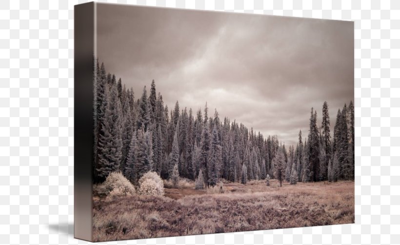/m/083vt Forest Winter Wood Stock Photography, PNG, 650x502px, Forest, Black And White, Conifer, Geological Phenomenon, Landscape Download Free