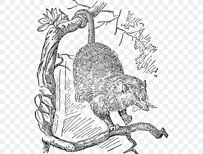 Vertebrate Clip Art Opossum Phalangeriformes Possum Magic, PNG, 541x621px, Vertebrate, Art, Beaver, Black And White, Brushtail Possum Download Free