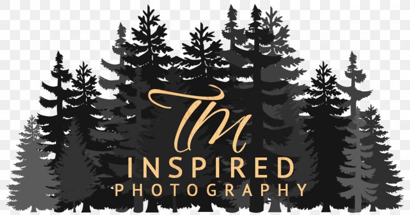 Wedding Photography Christmas Tree Photographer, PNG, 1340x703px, Wedding Photography, Brand, Christmas, Christmas Decoration, Christmas Ornament Download Free