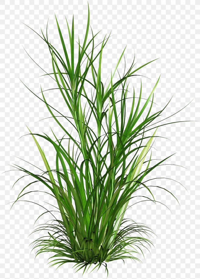 Born From Weeds And Rats Scutch Grass Download, PNG, 1755x2450px, Weed, Aquarium Decor, Born From Weeds And Rats, Chrysopogon Zizanioides, Commodity Download Free