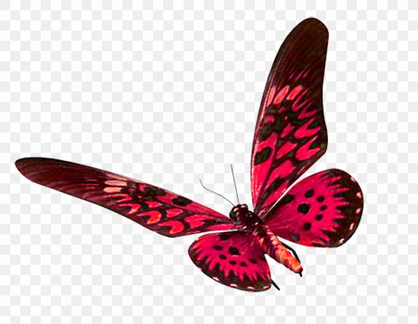 Butterfly Moth Clip Art, PNG, 838x650px, Butterfly, Arthropod, Brush Footed Butterfly, Drawing, Insect Download Free