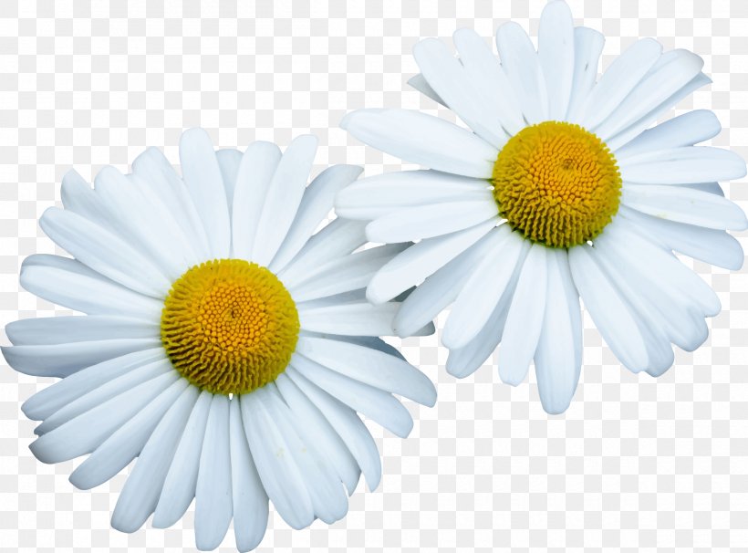 Flower Common Daisy Clip Art, PNG, 2400x1774px, Flower, Aster, Chamaemelum Nobile, Chamomile, Chrysanths Download Free