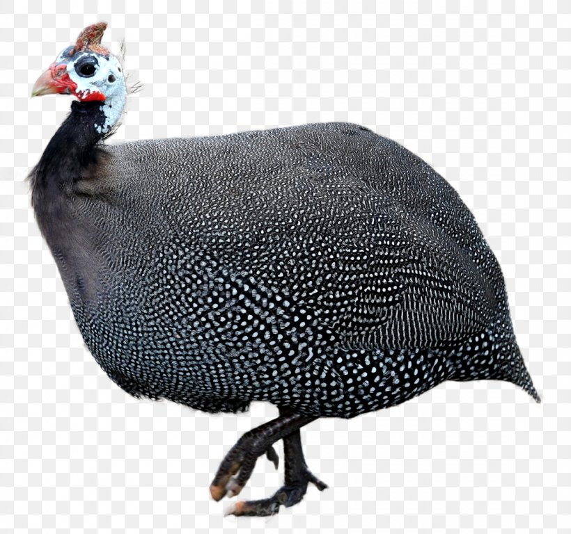 Helmeted Guineafowl Turkey Bird Chicken, PNG, 1153x1080px, Guineafowl, Beak, Bird, Chicken, Domesticated Turkey Download Free