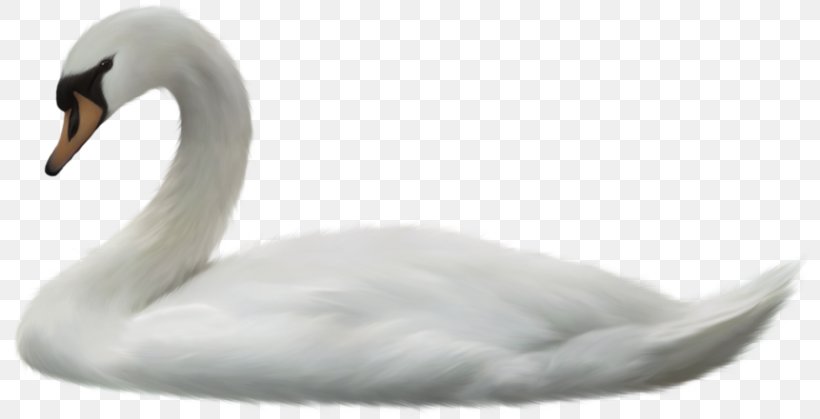 Cygnini Duck Beak Feather, PNG, 800x419px, Cygnini, Beak, Bird, Duck, Ducks Geese And Swans Download Free