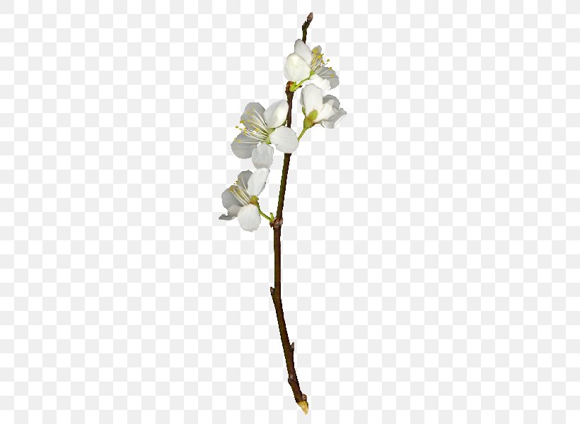Flower NetEase Petal Icon, PNG, 600x600px, Flower, Blog, Blossom, Branch, Cut Flowers Download Free