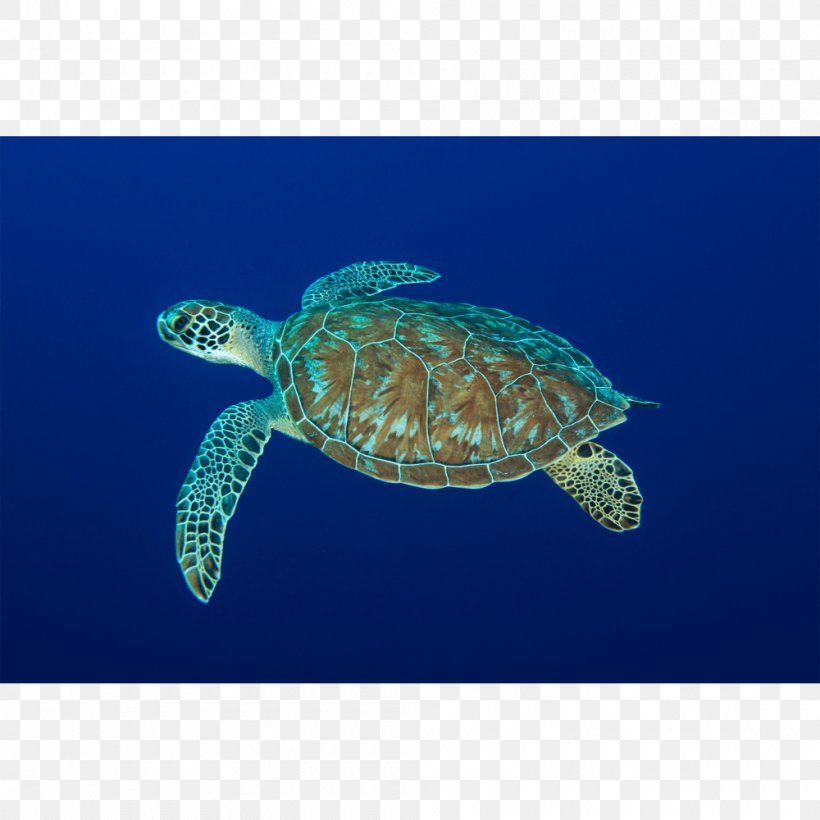 Loggerhead Sea Turtle Leatherback Sea Turtle Marine Biology Reptile, PNG, 1000x1000px, Loggerhead Sea Turtle, Box Turtles, Caretta, Common Snapping Turtle, Dermochelyidae Download Free