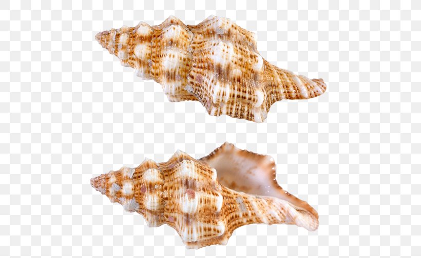 Seashell Conchology, PNG, 600x504px, Seashell, Beach, Conch, Conchology, Gastropod Shell Download Free