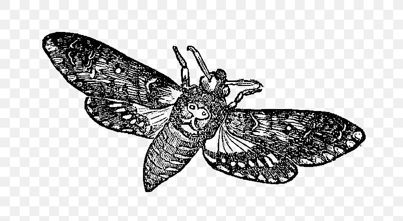 Butterfly African Death's Head Hawkmoth Insect Clip Art, PNG, 740x450px, Butterfly, Arthropod, Black And White, Butterflies And Moths, Digital Stamp Download Free