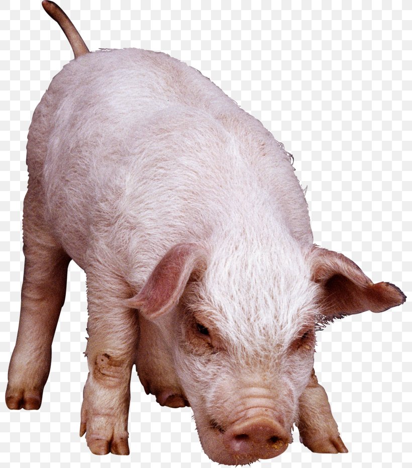 Domestic Pig Fodder Clip Art, PNG, 800x931px, Domestic Pig, Digital Image, Fodder, Livestock, Photography Download Free