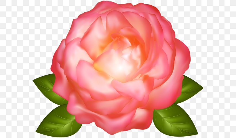 Garden Roses Cabbage Rose China Rose Clip Art, PNG, 600x481px, Garden Roses, Cabbage Rose, Camellia, China Rose, Computer Download Free