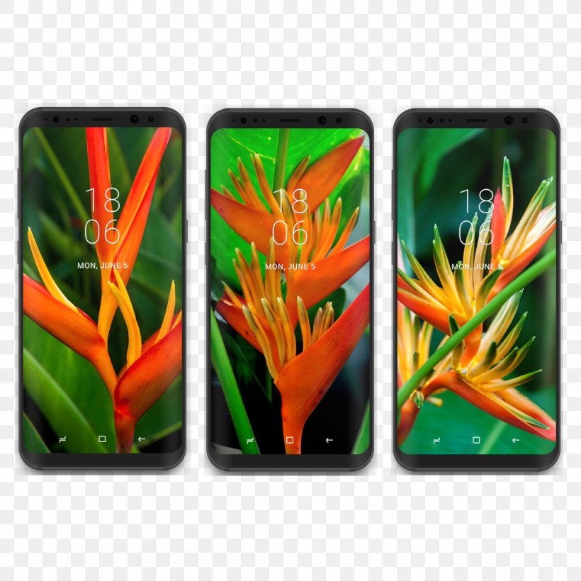 Samsung Galaxy S8+ Desktop Wallpaper Display Resolution, PNG, 1000x1000px, Samsung Galaxy S8, Desktop Environment, Display Resolution, Flower, Grass Download Free
