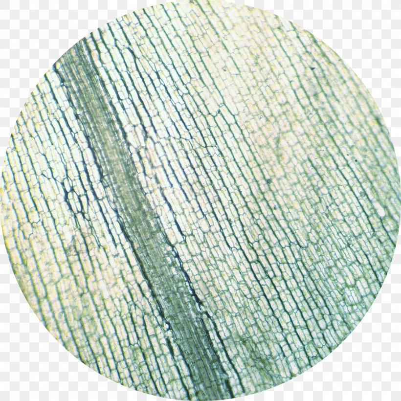 Elodea Canadensis Microscope Cell Chloroplast Xylem, PNG, 1720x1720px, Elodea Canadensis, Cell, Chloroplast, Electron Microscope, Elodea Download Free