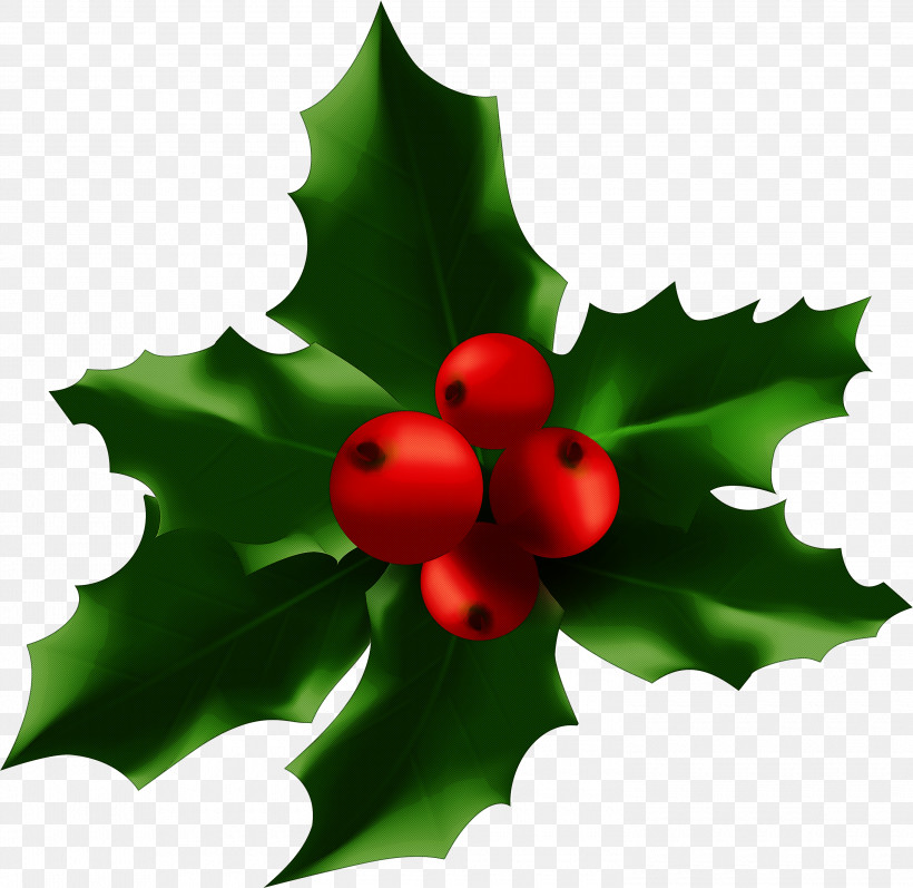 Holly, PNG, 3000x2918px, Holly, American Holly, Berry, Currant, Flower Download Free
