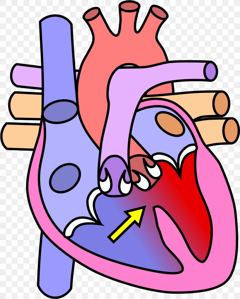 Human Heart Background, PNG, 1501x1870px, Heart, Anatomy, Anatomy Of The Heart, Carditis, Cartoon Download Free