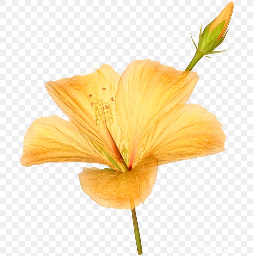 Image Resolution Clip Art, PNG, 700x829px, Image Resolution, Blog, Daylily, Drawing, Flower Download Free