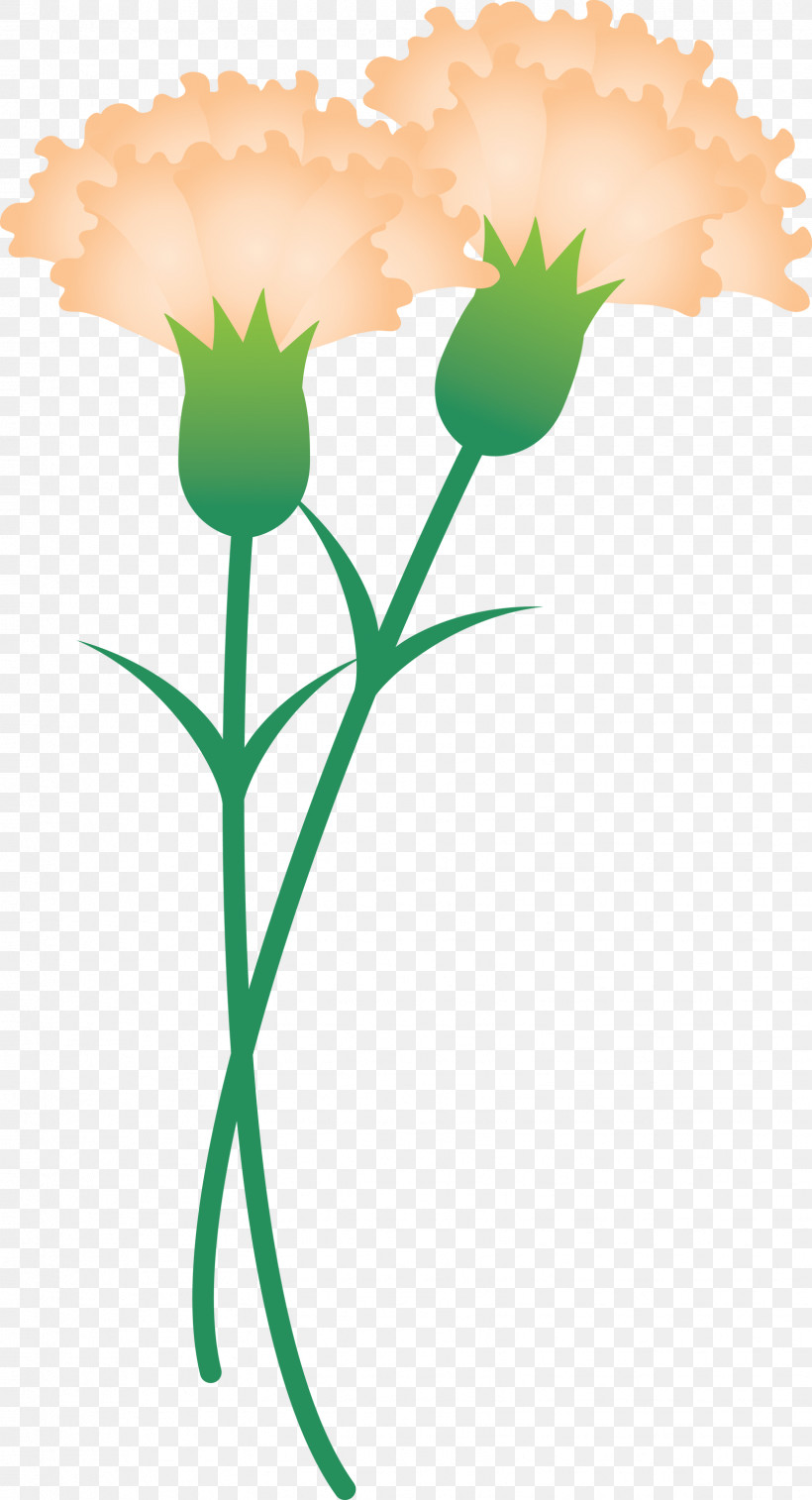 Mothers Day Carnation Mothers Day Flower, PNG, 1624x3000px, Mothers Day Carnation, Cut Flowers, Flower, Mothers Day Flower, Pedicel Download Free