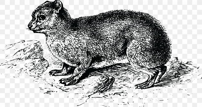 Red Fox Clip Art, PNG, 4000x2134px, Red Fox, Black And White, Carnivoran, Cat Like Mammal, Dog Like Mammal Download Free
