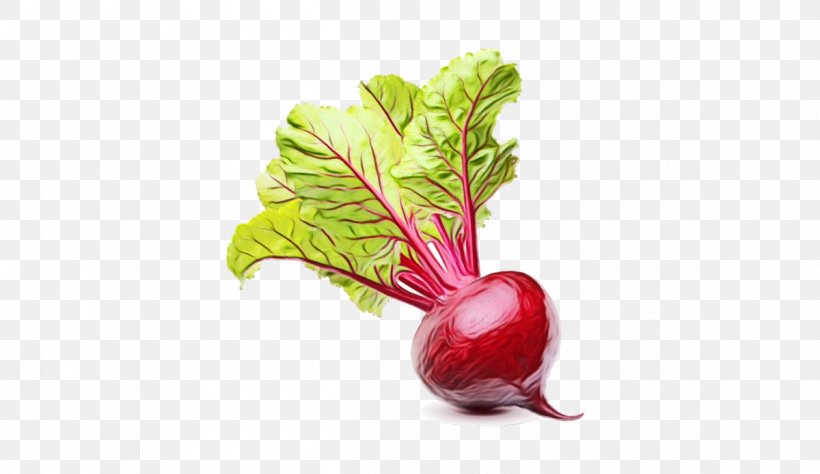 Leaf Cartoon, PNG, 1200x695px, Chard, Beet, Beet Greens, Beetroot, Beetroots Download Free