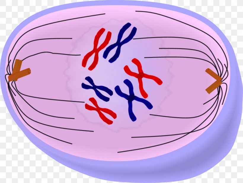 Prometaphase Anaphase Telophase Mitosis Cell Division, PNG, 1161x873px, Prometaphase, Anaphase, Ball, Cell, Cell Cycle Download Free