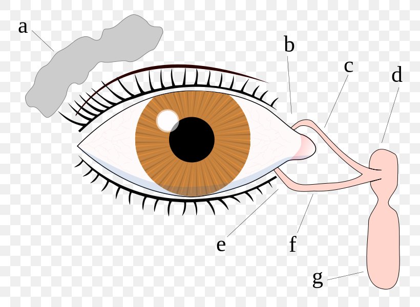 Eyelid Lacrimal Canaliculi Tears Nasolacrimal Duct, PNG, 800x600px, Watercolor, Cartoon, Flower, Frame, Heart Download Free