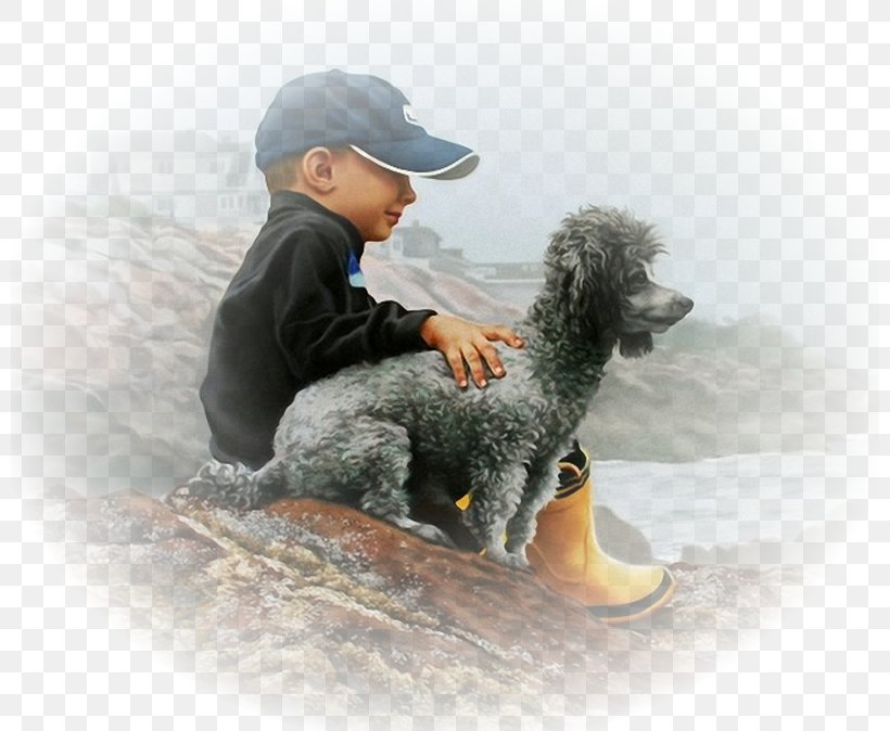 Standard Poodle Spanish Water Dog Puppy Dog Breed, PNG, 800x674px, Standard Poodle, Art, Breed, Canvas, Carnivoran Download Free