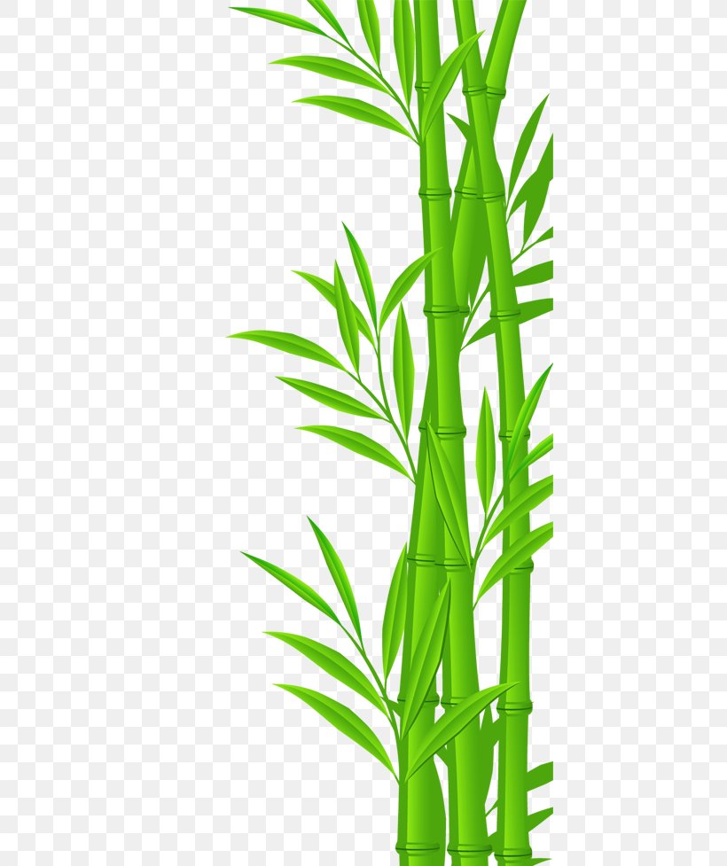 Bamboo Euclidean Vector Illustration, PNG, 597x977px, Bamboo, Bambusa, Drawing, Flowerpot, Grass Download Free