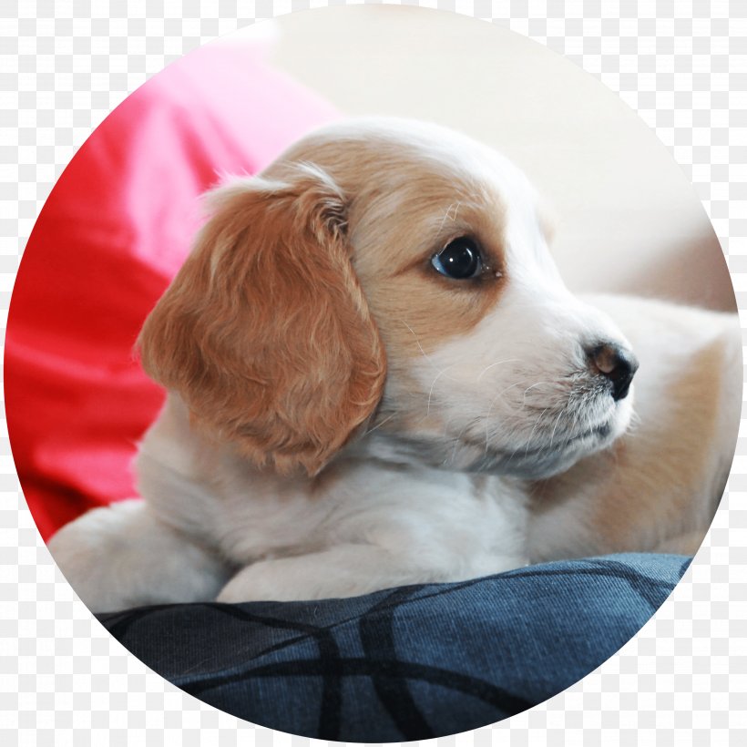 Dog Breed Puppy Beagle English Cocker Spaniel, PNG, 2782x2782px, Dog Breed, Beagle, Breed, Breed Group Dog, Carnivoran Download Free