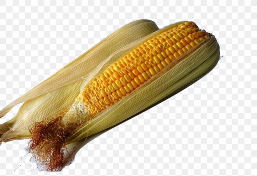 Organic Food Maize Corn Syrup Genetically Modified Organism Monsanto, PNG, 868x595px, Organic Food, Commodity, Corn Kernels, Corn On The Cob, Corn Starch Download Free