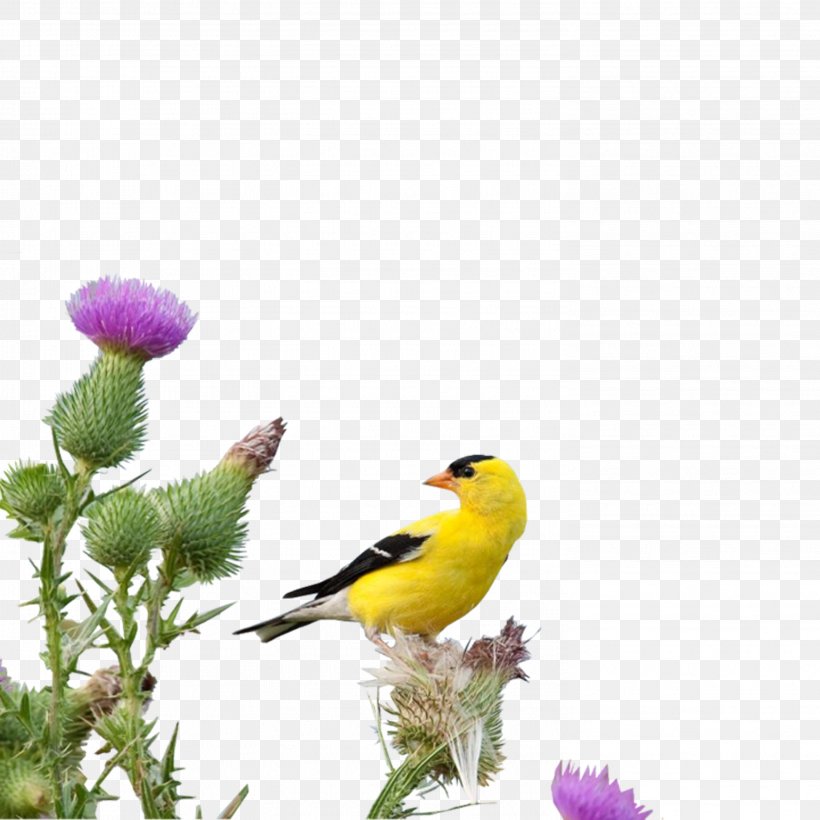Birds, PNG, 2953x2953px, Photography, Beak, Bird, Bird Supply, Blog Download Free